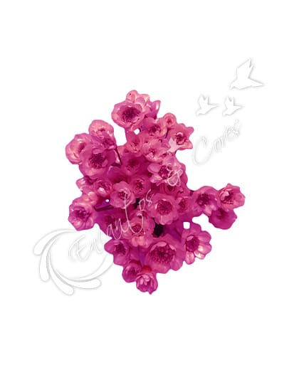 FLOR SEMPRE VIVA PINK
