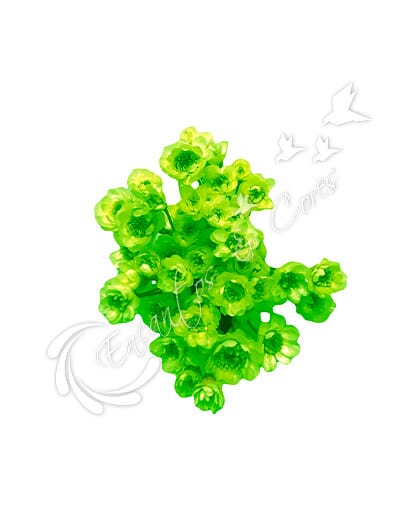 FLOR SEMPRE VIVA VERDE