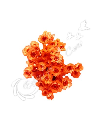FLOR SEMPRE VIVA LARANJA