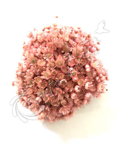 FLOR SEMPRE VIVA ROSA ENVELHECIDO
