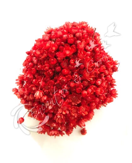 FLOR SEMPRE VIVA VERMELHO VIVO